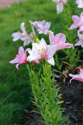 Similar image 11433707