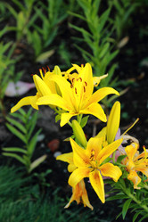 Similar image 11433708