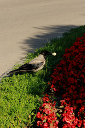 Similar image 11433732