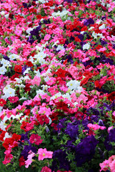 Similar image 11433769