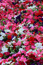 Similar image 11433783