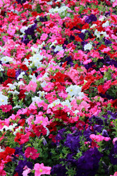 Similar image 11433811