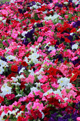 Similar image 11433291