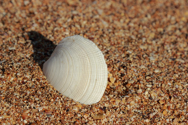 Similar image 11433502