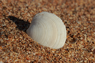 Similar image 11433618