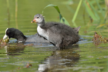 Similar image 11443210