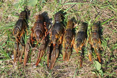 Similar image 11427041