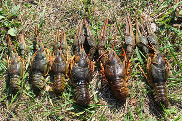 Similar image 11427051