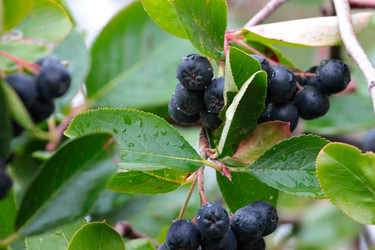 Similar image 11414906