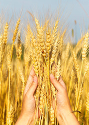 Similar image 11428727