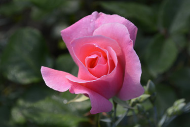 Similar image 11421706