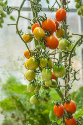 Similar image 11420012