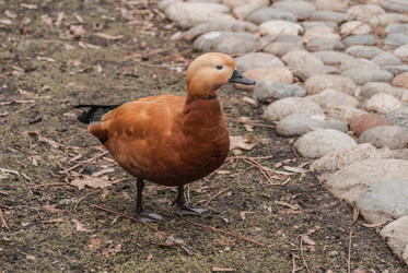 Similar image 11424493