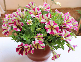 Similar image 11421754