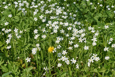 Similar image 11424548