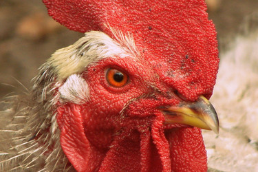 Similar image 11424243