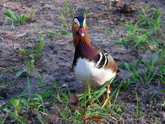 Similar image 11424286