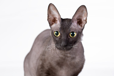 Similar image 11423769