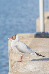 Similar image 11423832