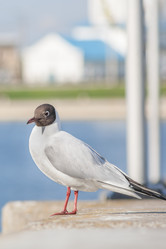 Similar image 11423833