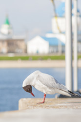 Similar image 11423834