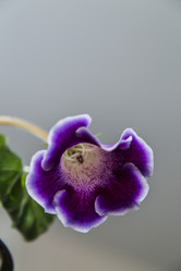 Similar image 11423780