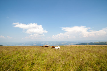 Similar image 11427204