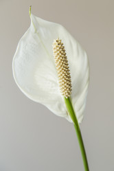 Similar image 11424706