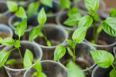 Similar image 11424718