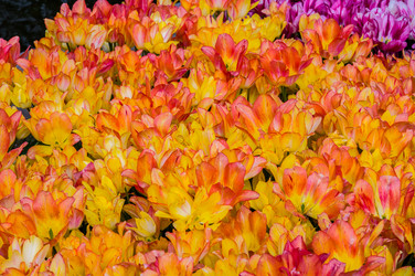 Similar image 11428489