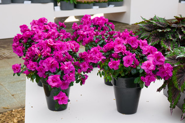 Similar image 11428521