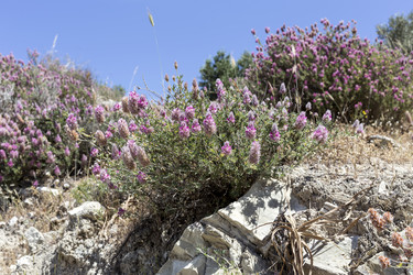 Similar image 11424524