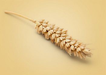 Similar image 11425261