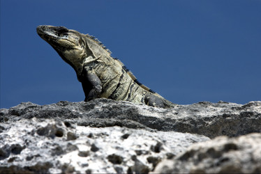 Similar image 11447410