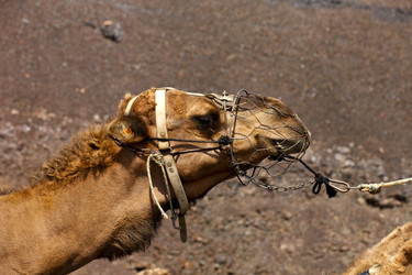 Similar image 11447420