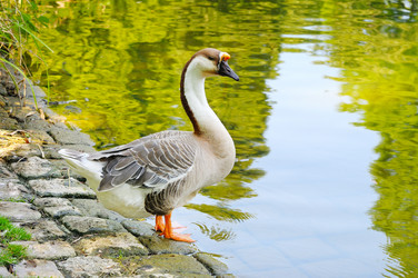 Similar image 11426650