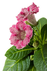 Similar image 11424993