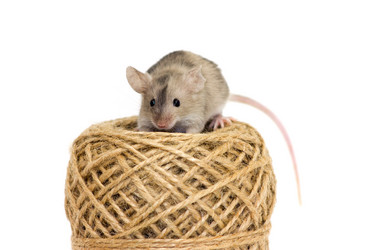 Similar image 11425011