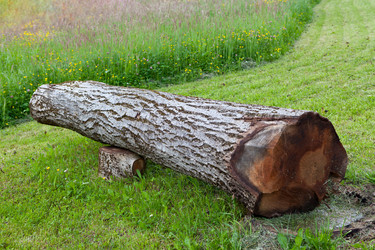 Similar image 11424877