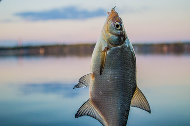 Similar image 11425495