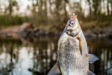 Similar image 11425496