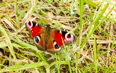 Similar image 11425250