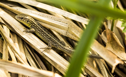 Similar image 11425216