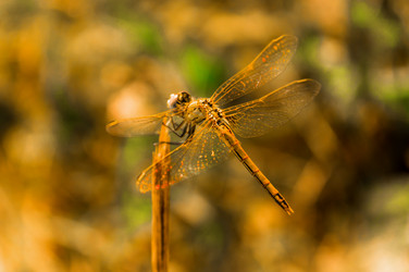 Similar image 11425217