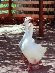 Similar image 11425554