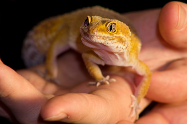 Similar image 11426436