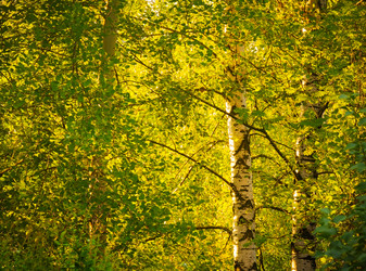 Similar image 11426466