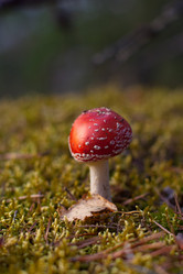 Similar image 11441185