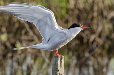 Similar image 11432906