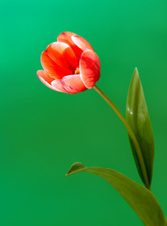 Similar image 11460879